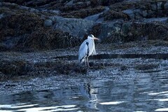 Gråhegre (Ardea cinerea)