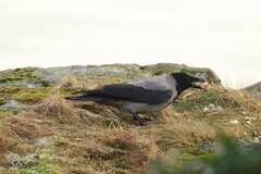 Hooded Crow (Corvus cornix)