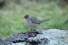 Blackcap (Sylvia atricapilla)