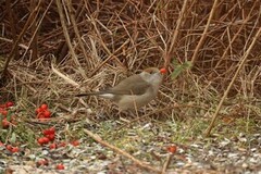 Blackcap (Sylvia atricapilla)