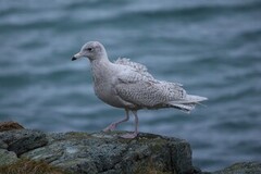 Polarmåke (Larus hyperboreus)