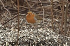 Robin (Erithacus rubecula)