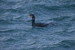 Great Cormorant (Phalacrocorax carbo)