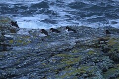 Tjeld (Haematopus ostralegus)