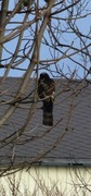 Hønsehauk (Accipiter gentilis)