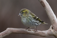 Eurasian Siskin (Spinus spinus)