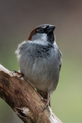 House Sparrow (Passer domesticus)