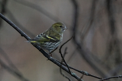 Eurasian Siskin (Spinus spinus)