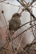 House Sparrow (Passer domesticus)