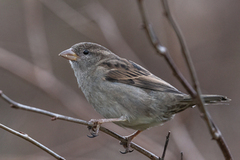 House Sparrow (Passer domesticus)