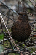 Common Blackbird (Turdus merula)