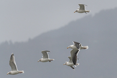 Herring Gull (Larus argentatus)