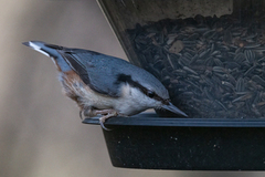 Nuthatch (Sitta europaea)