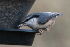 Nuthatch (Sitta europaea)