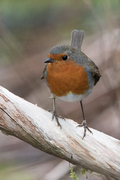 Robin (Erithacus rubecula)
