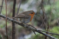 Robin (Erithacus rubecula)
