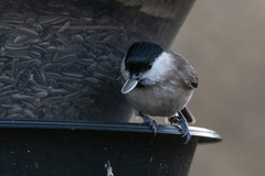 Marsh Tit (Poecile palustris)