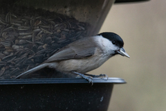 Marsh Tit (Poecile palustris)