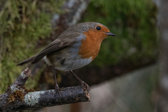 Robin (Erithacus rubecula)