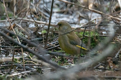 European Greenfinch (Chloris chloris)