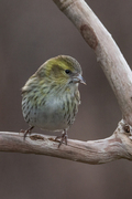 Eurasian Siskin (Spinus spinus)