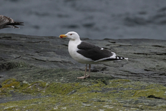 Great Black-backed Gull (Larus marinus)