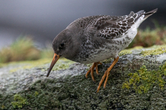 Purple Sandpiper (Calidris maritima)