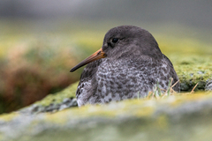 Purple Sandpiper (Calidris maritima)