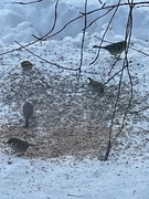 Eurasian Tree Sparrow (Passer montanus)