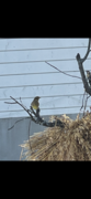 Yellowhammer (Emberiza citrinella)