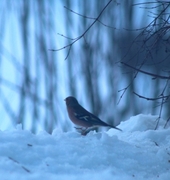 Chaffinch (Fringilla coelebs)