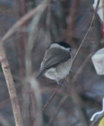 Marsh Tit (Poecile palustris)