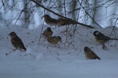 Bjørkefink (Fringilla montifringilla)