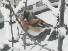 Bjørkefink (Fringilla montifringilla)