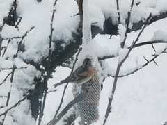 Bjørkefink (Fringilla montifringilla)