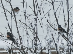 Bjørkefink (Fringilla montifringilla)