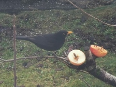 Svarttrost (Turdus merula)