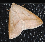 Brown Silver-line (Petrophora chlorosata)