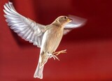 Gråspurv (Passer domesticus)