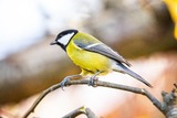 Kjøttmeis (Parus major)