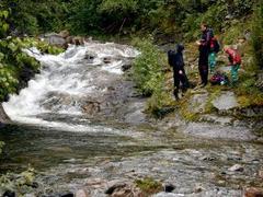 Brown trout (Salmo trutta)
