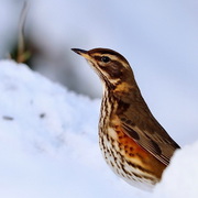 Rødvingetrost (Turdus iliacus)