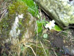 Kusymre (Primula vulgaris)