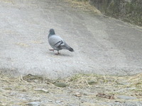 Feral Pigeon (Columba livia domestica)