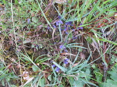 Blåfjær (Polygala vulgaris)