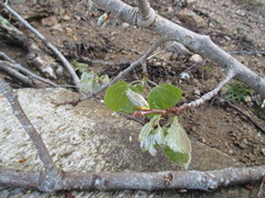 Osp (Populus tremula)