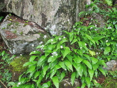 Ramsløk (Allium ursinum)
