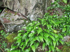 Ramsons (Allium ursinum)