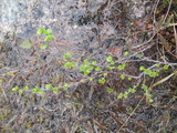 Dvergbjørk (Betula nana subsp. nana)