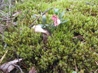 Cowberry (Vaccinium vitis-idaea)
